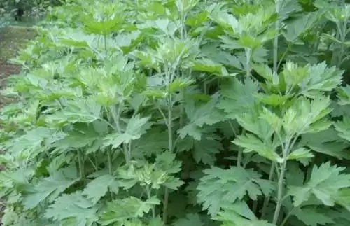 种植艾叶的具体月份 (艾叶于几月份进行种植)?插图1