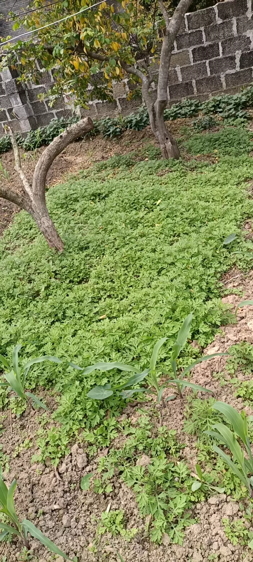 种植艾叶的具体月份 (艾叶于几月份进行种植)?插图4