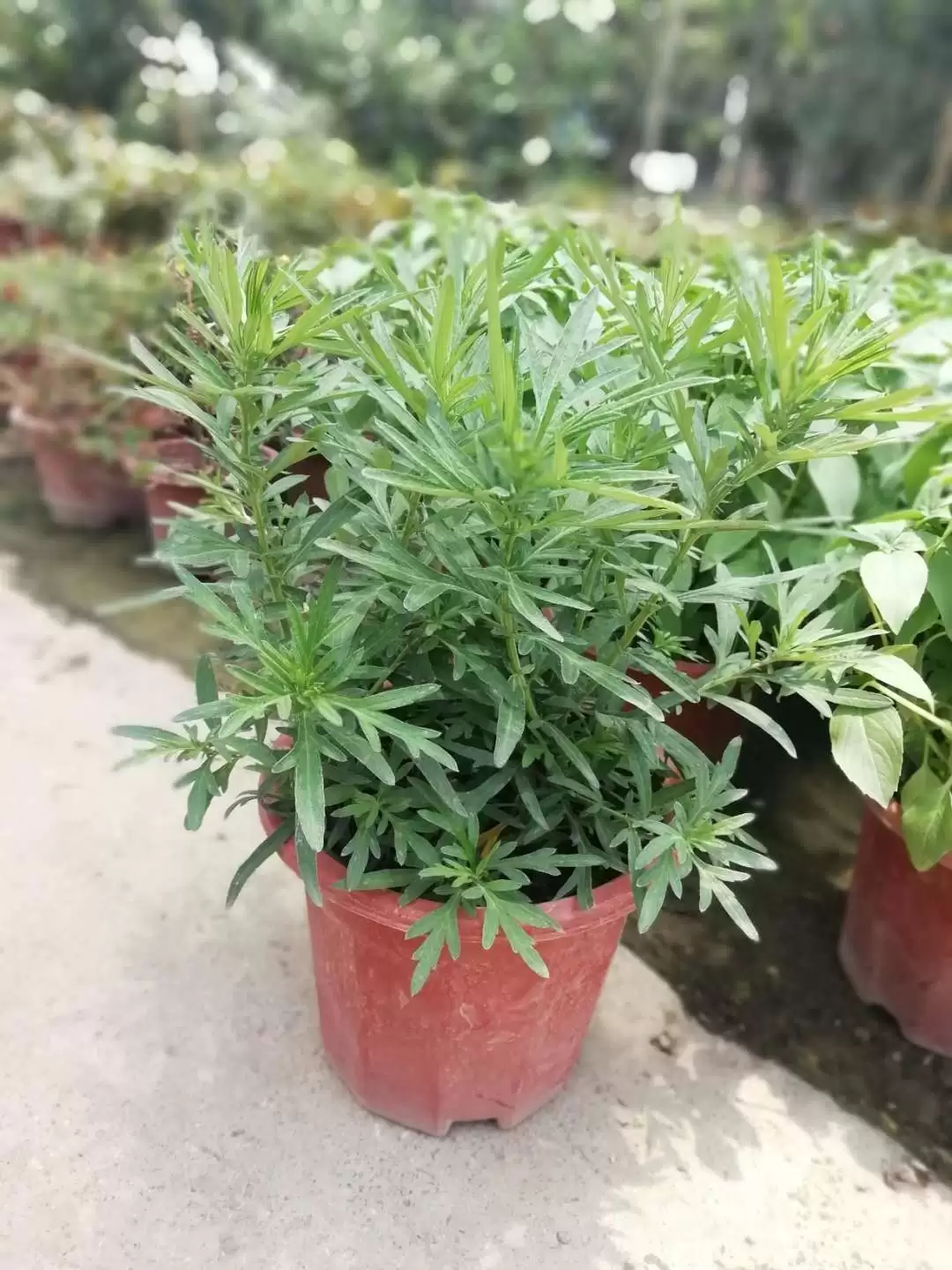 种植艾叶的具体月份 (艾叶于几月份进行种植)?插图2