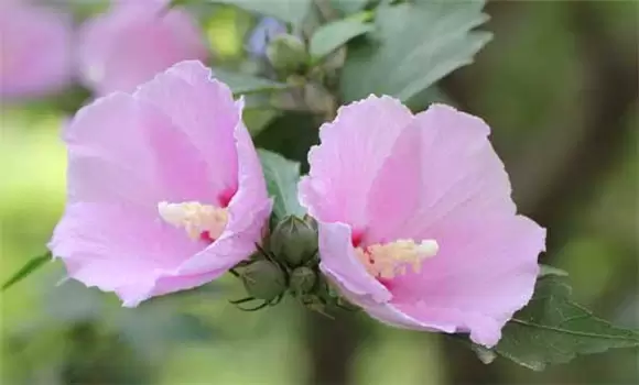 木槿花的栽培技术插图