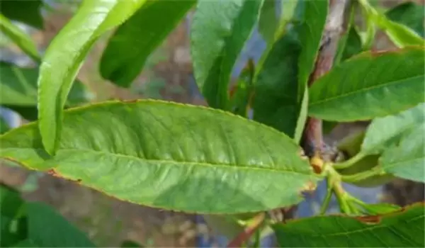桃树白粉病的发生规律与防治方法插图2
