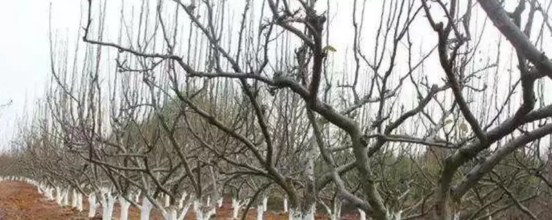 植物冬季为什么需要保暖插图