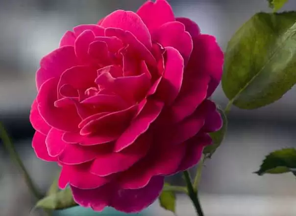 月季花-有关月季花的资料插图