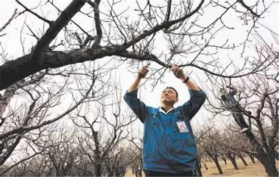 杏树不同阶段的整形修剪技术要求插图2