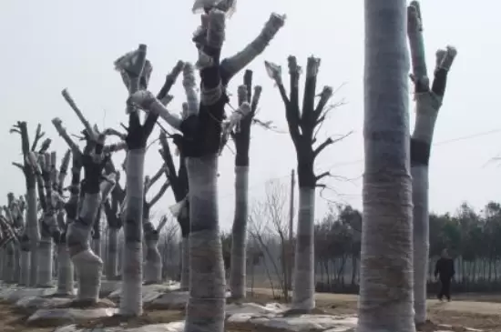 植物冬季为什么需要保暖插图3