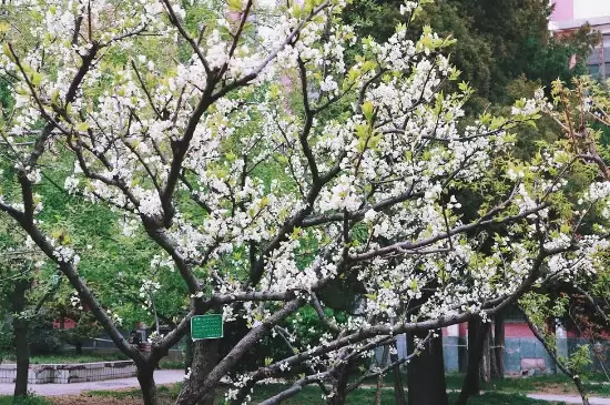 李树修剪时间和怎样修剪插图2