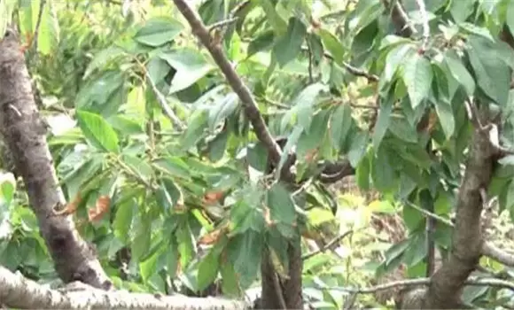 樱桃流胶病怎样防治 樱桃流胶病用什么药治疗插图2