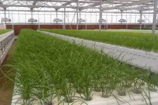 无土瓶栽花卉的花材获取途径有哪些插图1 无土瓶栽花卉的花材获取途径有哪些插图1