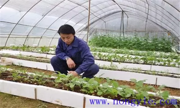 樱桃番茄怎么种 樱桃番茄的种植时间及栽培方法插图1