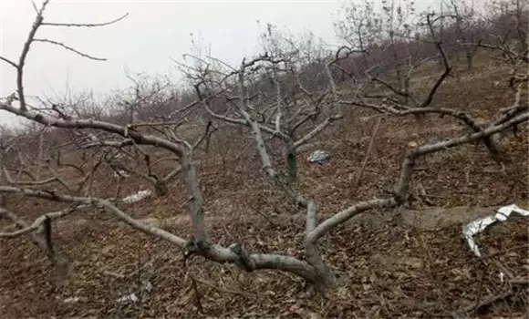 桃树的树形有哪些 桃树整形修剪技术要点插图