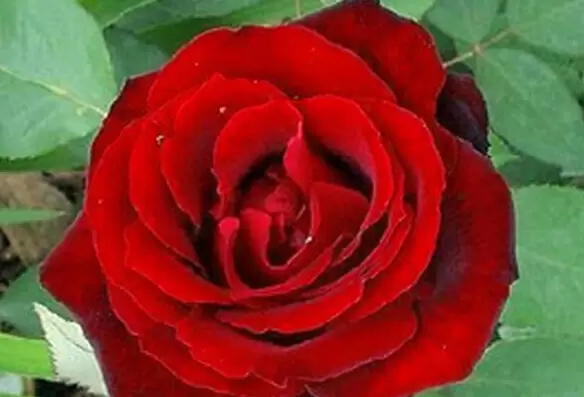 月季花泡酒有什么功效插图