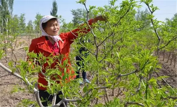 枣树春季修剪的时间和方法 春季枣树怎么管理插图1