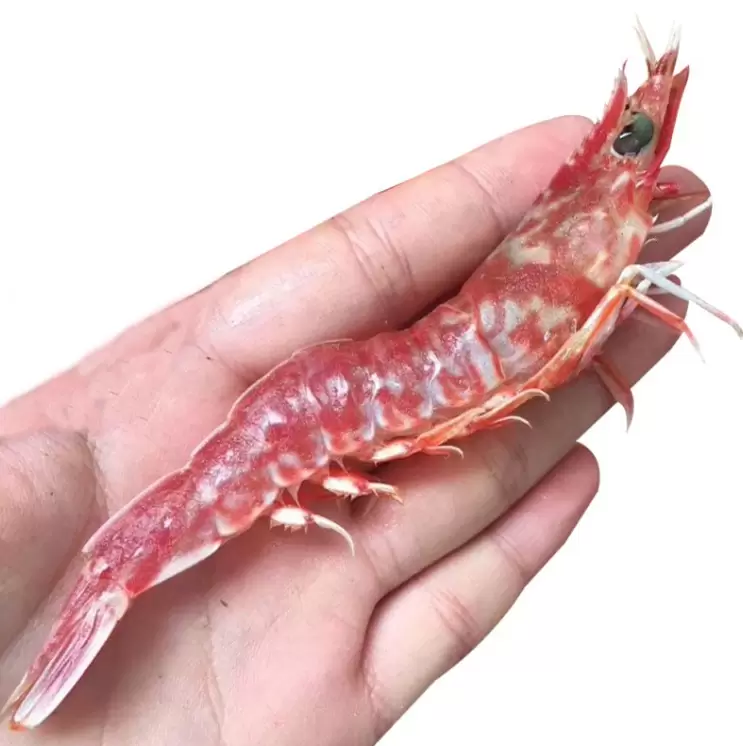樱花虾怎么养？插图