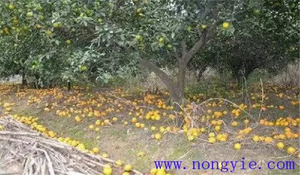 枣树落花落果原因是什么 枣树落花落果怎么办插图1 枣树落花落果原因是什么 枣树落花落果怎么办插图1