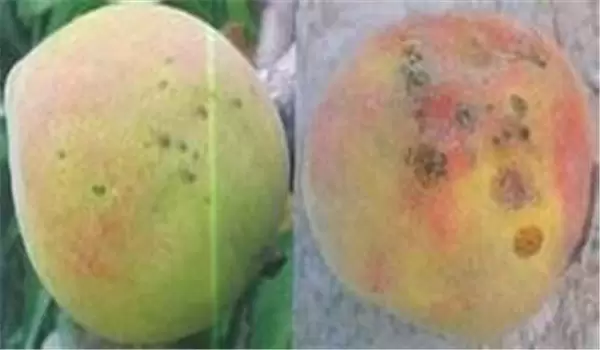 桃树疮痂病的发生规律及防治方法插图2