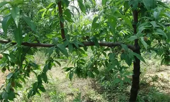 桃树夏季修剪方法有哪些插图2 桃树夏季修剪方法有哪些插图2