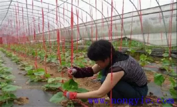 早春大棚甜瓜的种植与管理技术插图1