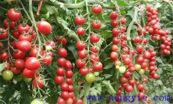 樱桃番茄整枝方法 樱桃番茄整枝后的管理方法插图1