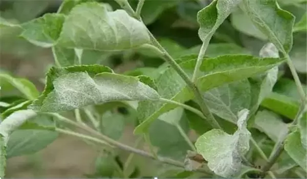 桃树白粉病的发生规律与防治方法插图1