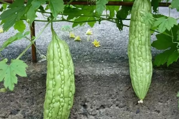 无土栽培蔬菜的成本，搭建毛竹大棚每亩只需5000-6000元左右插图4