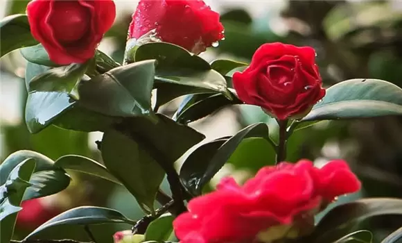 怎样才能养好山茶花插图