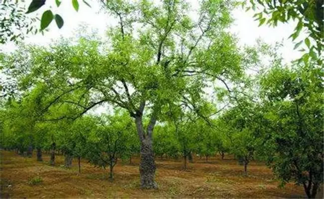 枣树栽培技术要点 枣树的种植与管理方法插图