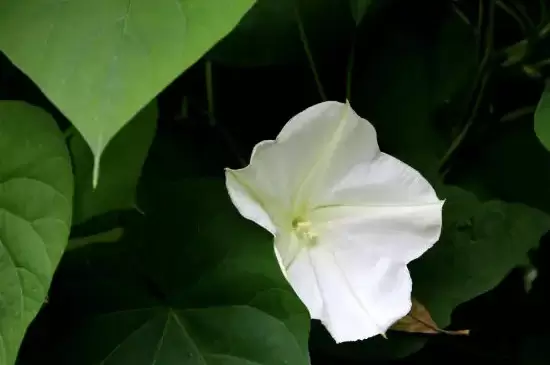 月光花的特点插图2