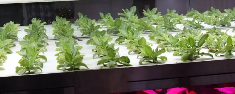 无土瓶栽花卉的花材获取途径有哪些插图 无土瓶栽花卉的花材获取途径有哪些插图
