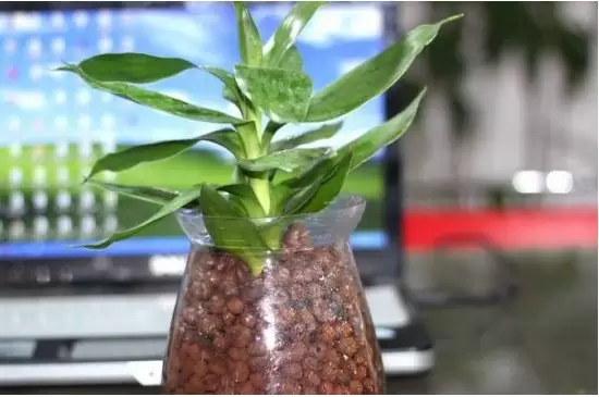 无土瓶栽花卉的花材获取途径有哪些插图3 无土瓶栽花卉的花材获取途径有哪些插图3