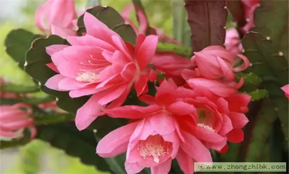 怎样使令箭荷花开花多?插图 怎样使令箭荷花开花多?插图