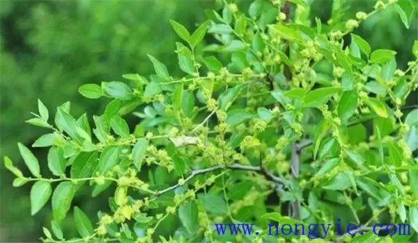 枣树落花落果原因是什么 枣树落花落果怎么办插图 枣树落花落果原因是什么 枣树落花落果怎么办插图