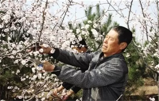 杏树不同阶段的整形修剪技术要求插图1