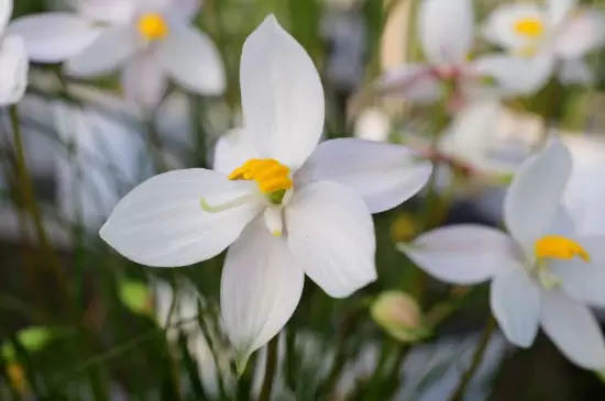 月光花的花语插图1