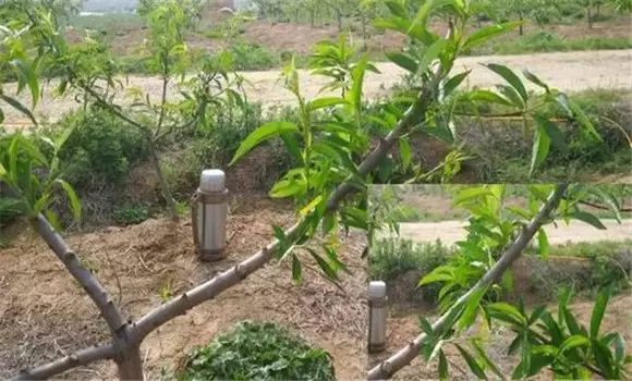 桃树夏季修剪方法有哪些插图1 桃树夏季修剪方法有哪些插图1