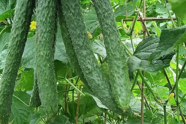 无土栽培蔬菜的成本，搭建毛竹大棚每亩只需5000-6000元左右插图5