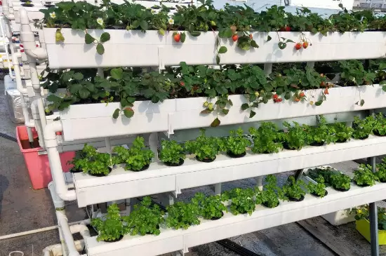 无土瓶栽花卉的花材获取途径有哪些插图2 无土瓶栽花卉的花材获取途径有哪些插图2