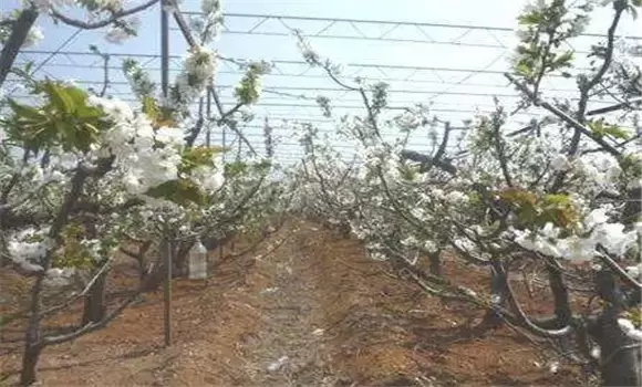 桃树蚜虫的防治方法 桃树蚜虫用什么药插图2
