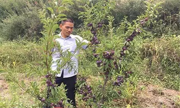 李子树修剪时间和方法 李子树如何修剪和管理插图2