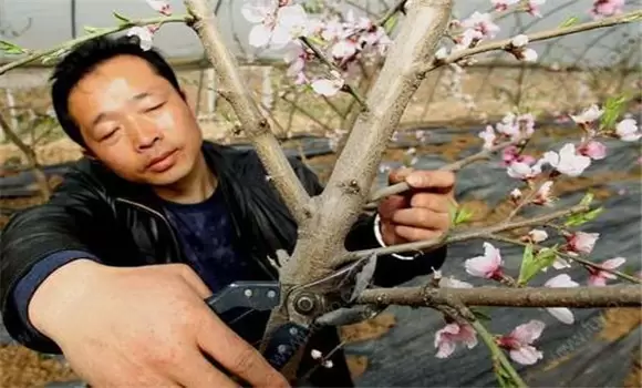 桃树苗适合几月份种植 桃树苗的种植方法插图2