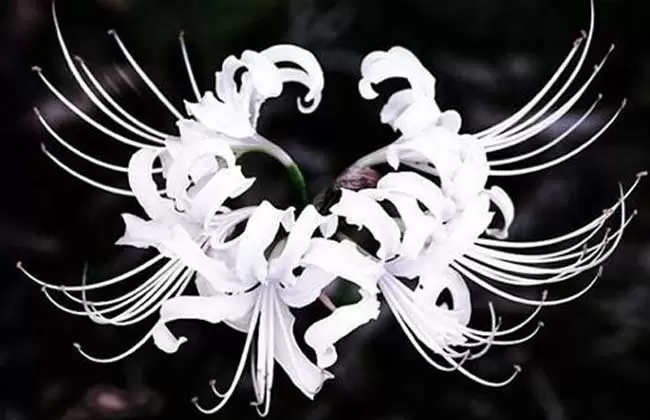 曼陀罗华图片欣赏插图