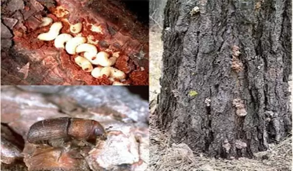 怎样防治桃小蠹虫,略谈小蠹虫发生及防治方法插图1