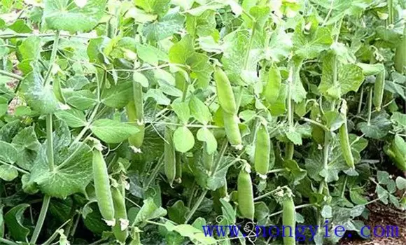 棚室豌豆(荷兰豆)的栽培技术要点插图2 棚室豌豆(荷兰豆)的栽培技术要点插图2