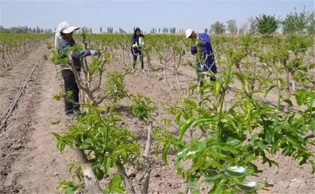 枣树栽培技术要点 枣树的种植与管理方法插图1