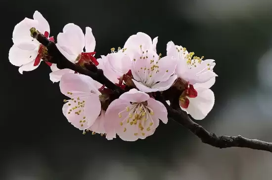 樱花桃花杏花梨花的区别插图1