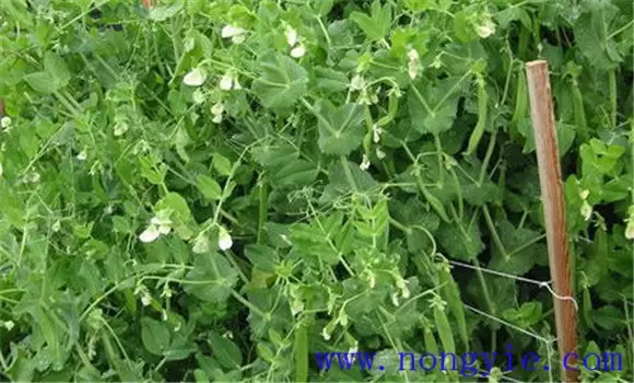 棚室豌豆(荷兰豆)的栽培技术要点插图1 棚室豌豆(荷兰豆)的栽培技术要点插图1