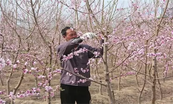 桃树的树形有哪些 桃树整形修剪技术要点插图1