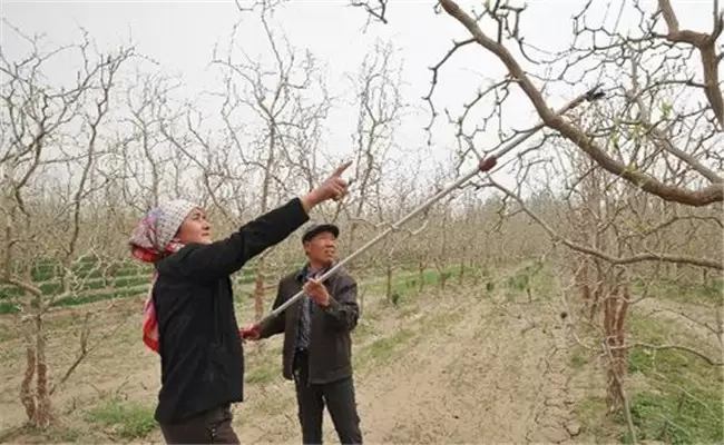 枣树栽培技术要点 枣树的种植与管理方法插图2