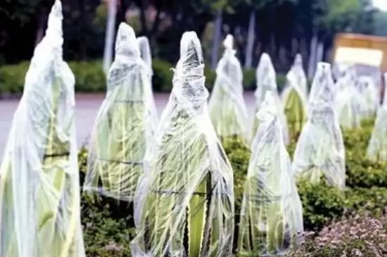 植物冬季为什么需要保暖插图2