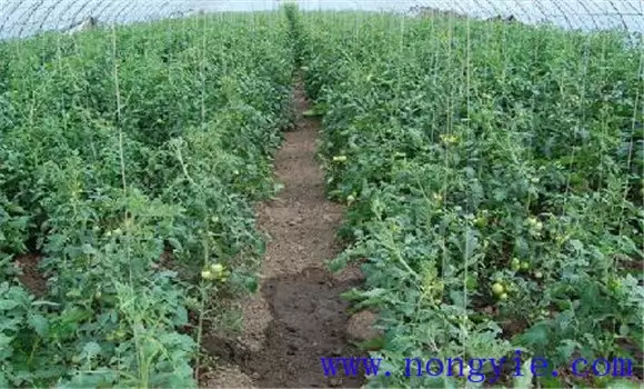 樱桃番茄大棚栽培的田间管理措施有哪些插图