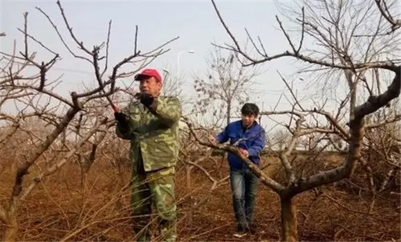 桃树的树形有哪些 桃树整形修剪技术要点插图2